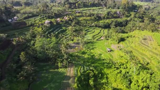 Panoráma Drón Kilátás Egy Dzsungel Üdülőhely Villák Zöld Rizs Mezők — Stock videók