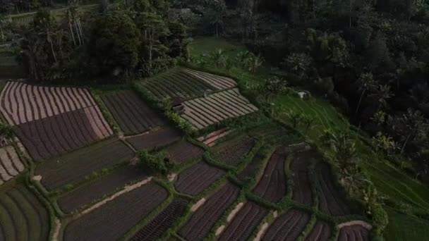 Luchtfoto Van Landbouwgrond Met Rijstvelden Vulkaan Mount Agung Bali Omhooggericht — Stockvideo