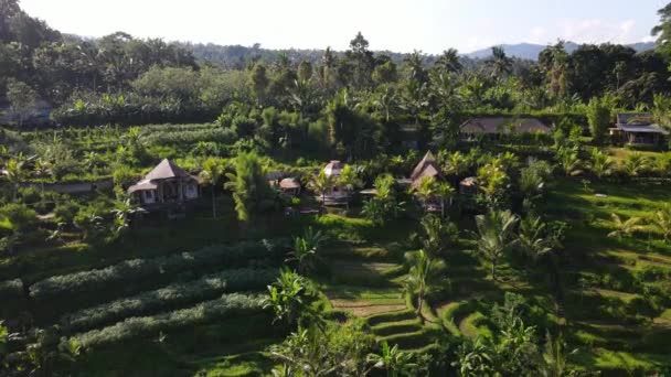 Drone Shot Jungle Resort Villas Green Rice Fields — Stock Video