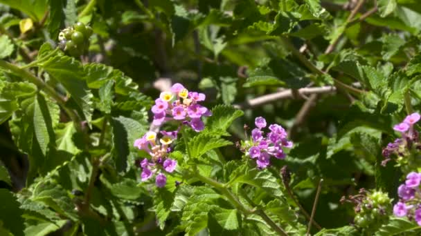 Arbust Plasă Verbena Plantă Înflorind Soare — Videoclip de stoc