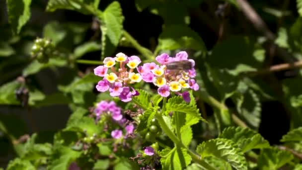 Plantă Arbust Plasă Flori Verbena Este Vizitată Albină Care Caută — Videoclip de stoc