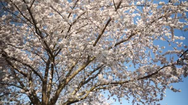 Dynamisk Lågvinkelfilm Ett Körsbärsträd Med Vita Blommor Också Kända Som — Stockvideo