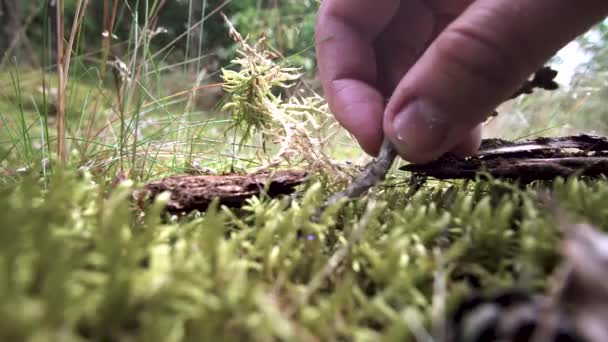 Försöker Ett Djur Bugg Att Posera För Videon — Stockvideo