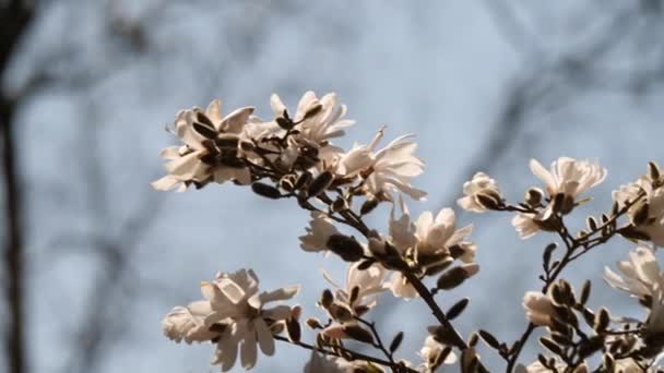 一个动态的特写镜头的木兰花盛开从它的树 牠们常见于东亚 东南亚及西印度群岛 它以法国植物学家Pierre Magnol的名字命名 — 图库视频影像