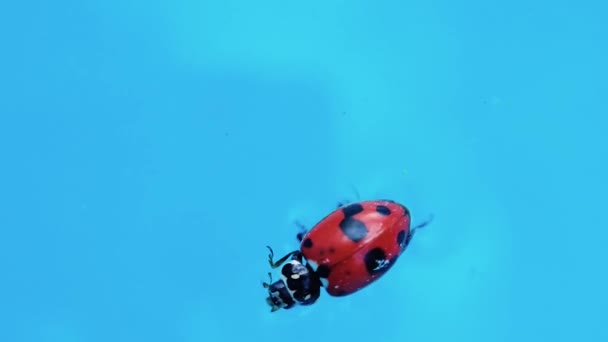 Coccinella Ladybug Tenggelam Dalam Air Pirus Karena Naiknya Permukaan Laut — Stok Video