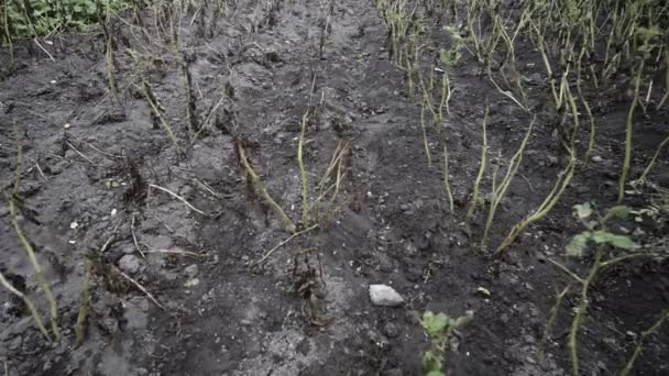 Временной Интервал Картофельных Растений После Сильного Дождя — стоковое видео