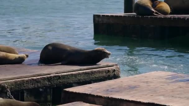 Sea Lions Wooden Docks Popular Tourist Attraction Pier San Francisco — Video