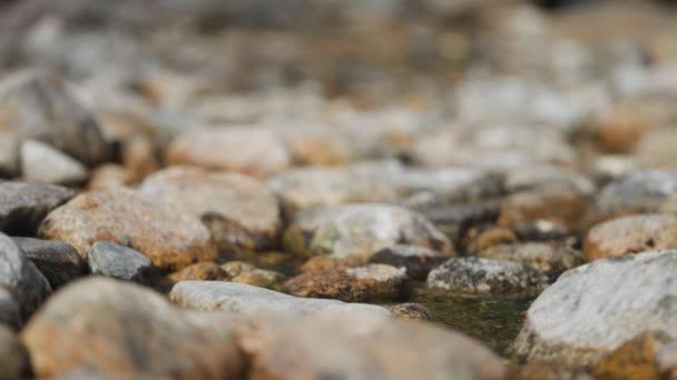 Sığ Akıntıya Yakın Çekim Kayalık Nehir Yatağında Yavaşça Akıyor — Stok video