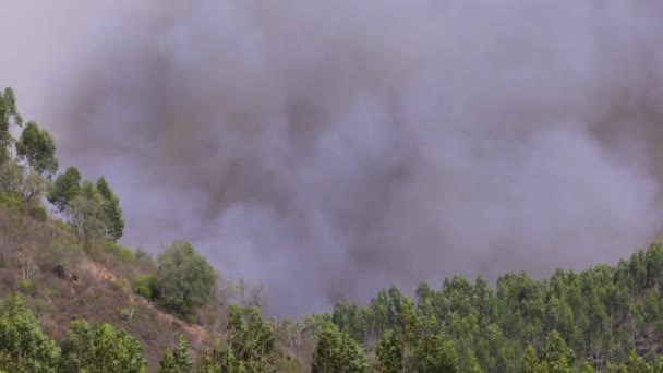 Zbliżenie Pożaru Lasu Ogromnym Rozwojem Dymu Algarve Portugal Koszmar Dla — Wideo stockowe