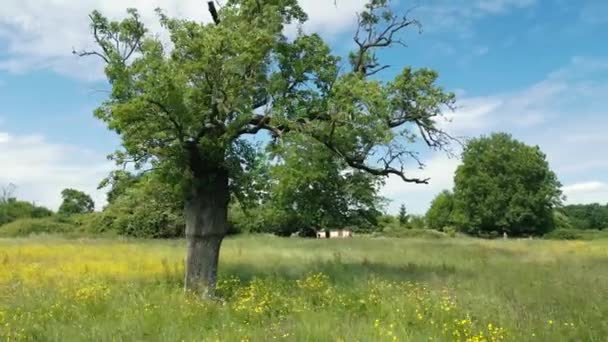 Filmagem Natureza Cinematográfica Drone Girando Torno Uma Árvore Meio Campo — Vídeo de Stock