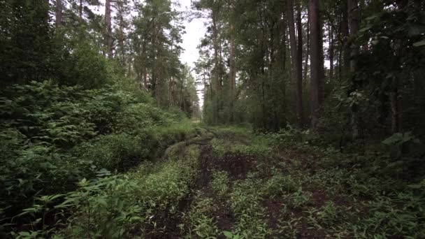 Questo Ciò Che Fanno Trattori Strada Forestale Condizioni Bagnato — Video Stock