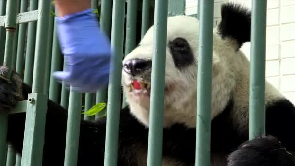 Niedliches Video Von Einem Panda Essen — Stockvideo
