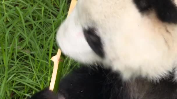 Велетенська Панда Їсть Бамбук Сидить Траві — стокове відео