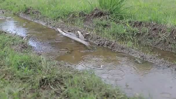 Mucha Lluvia Suelo Cultivo Granja Movimiento Lento Gotas Lluvia Temporada — Vídeo de stock