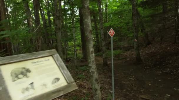 Flutuando Florestas Árvores Verdes Terra Marrom Algonquin Park Dia — Vídeo de Stock