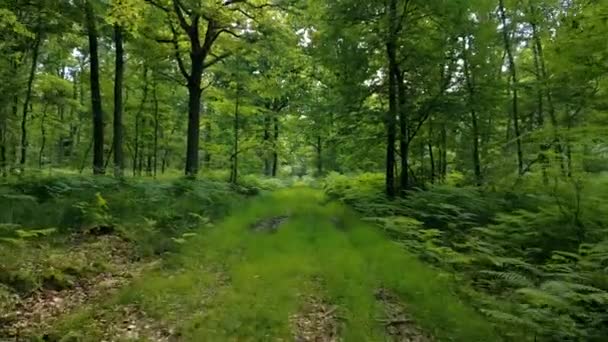 Naturfilme Einer Drohne Die Einem Sonnigen Tag Über Einen Fußweg — Stockvideo