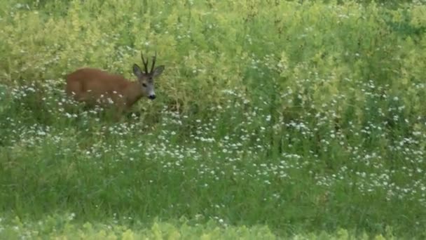 Des Chevreuils Broutent Dans Prairie Animal Regarde Autour Lui Cerf — Video