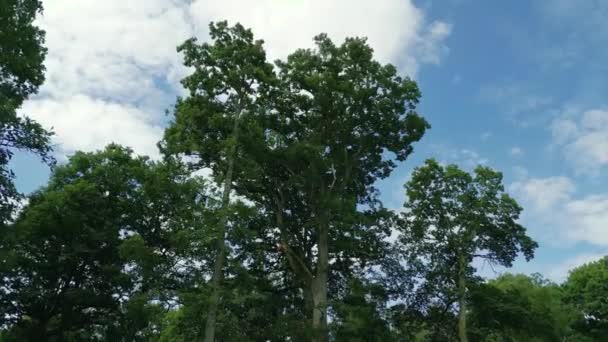 Кинематографическая Съемка Дрона Вращающегося Вокруг Дерева Посреди Поля Нормандии Франция — стоковое видео