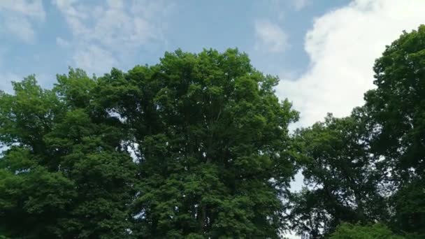 Κινηματογραφικό Υλικό Ενός Κηφήνα Που Περιστρέφεται Γύρω Από Ένα Δέντρο — Αρχείο Βίντεο