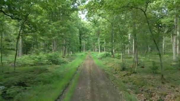 Filmagem Natureza Cinematográfica Drone Voando Sobre Uma Trilha Meio Floresta — Vídeo de Stock