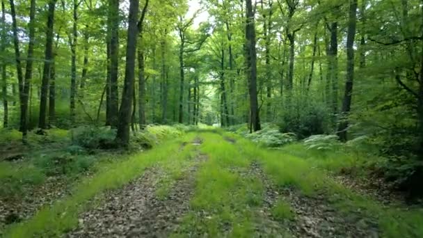 Cinematic Nature Footage Drone Flying Footpath Middle Forest Normandy France — Stock Video