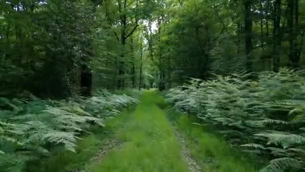 晴れた日にフランスのノルマンディーの森の中を飛行するドローンの4Kシネマティックな自然映像 — ストック動画