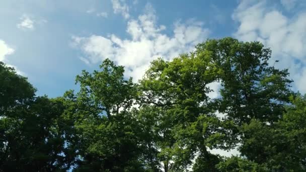 Naturfilme Einer Drohne Die Einem Sonnigen Tag Einen Baum Inmitten — Stockvideo