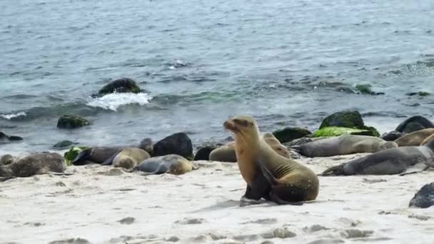 Galapagos Zeeleeuw Krabben Hoofd Met Flipper Playa Punta Beach Langzame — Stockvideo