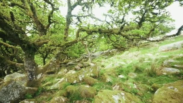 Padella Dalla Punta Ramo Coperto Muschio Tronco Contorto Inquietante Bosco — Video Stock