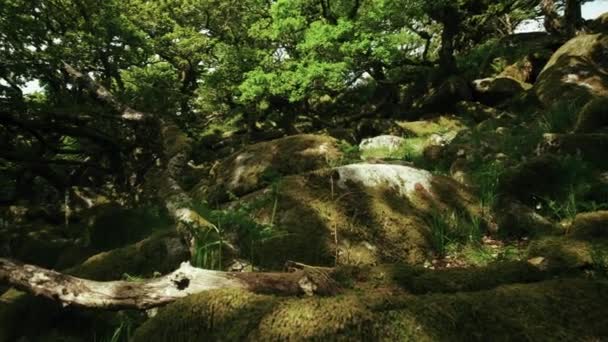 パンのクローズアップ岩は ウィスマンの森の床 ダートムーア デヴォン イングランド全体に広がっています — ストック動画