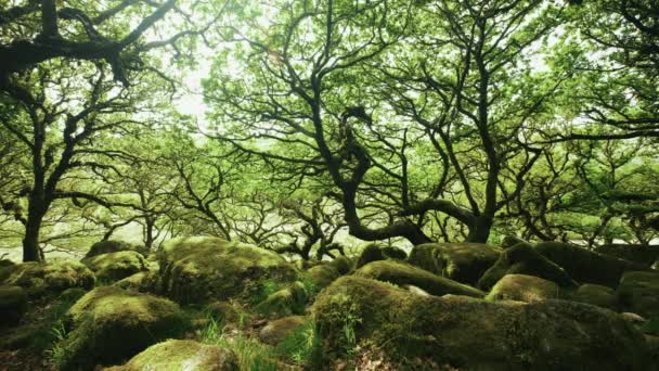 Låg Vinkel Draken Trädens Lemmar Wistmans Skogar Dartmoor Devon England — Stockvideo