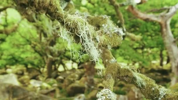 Pan Right Left Depth Field Mosses Drip Branches Ancient Oak — Stock Video