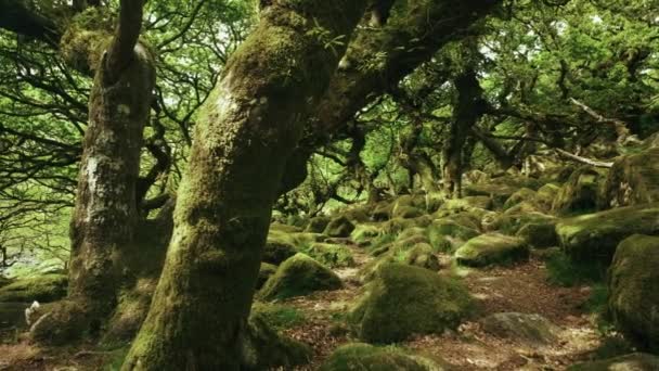 Pan Destra Sinistra Lungo Sentiero Nel Bosco Wistman Dartmoor Devon — Video Stock