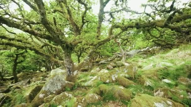 Pan Langs Takken Van Oude Bomen Van Wistman Woods Dartmoor — Stockvideo