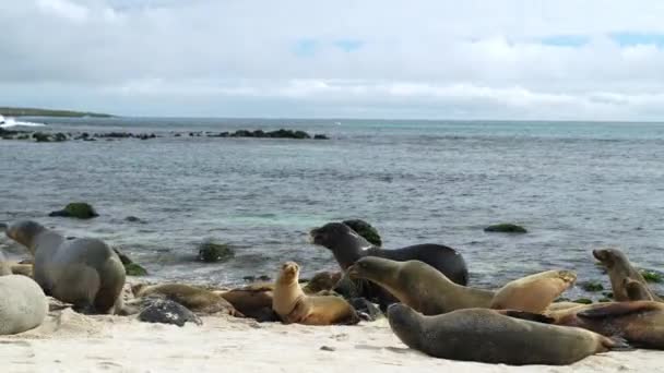 Вид Пляж Playa Punta Beach Морскими Львами Передвигающимися Алонге Галапагосских — стоковое видео