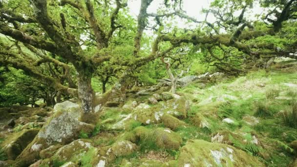 Rami Ricoperti Muschio Albero Antico Attraversano Wistman Woods Dartmoor Devon — Video Stock