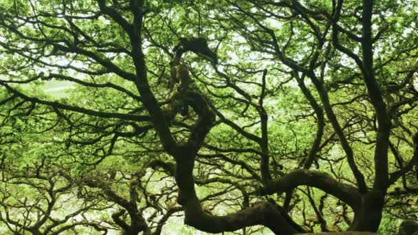 Dračí Hlava Číhá Mezi Větvemi Pradávných Wistmanových Lesů Dartmoor Devon — Stock video