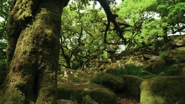 木の幹から葉に苔で覆われた丘を見上げます ウィスマンの森 ダートムーア デヴォン イギリス — ストック動画