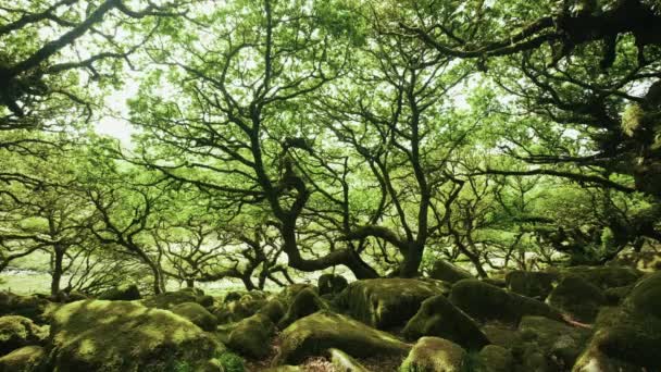 Χαμηλή Γωνία Των Καλυμμένων Βρύα Πετρωμάτων Και Δέντρων Στα Δάση — Αρχείο Βίντεο