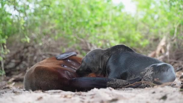 Jeune Lion Mer Des Galapagos Allaitant Lait Mère Sur Plage — Video