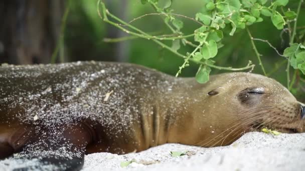 Close View Sea Lion Sleeping Relaxing Playa Punta Beach San — Stock video