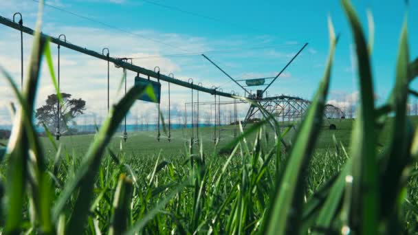 Sistema Riego Comercial Rociando Agua Cultivos Verdes Hierba Primer Plano — Vídeos de Stock