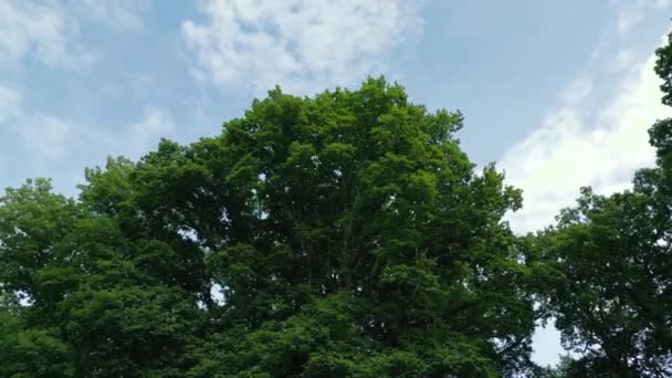 Naturfilme Einer Drohne Die Einem Sonnigen Tag Einen Baum Inmitten — Stockvideo