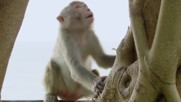 Plano Cerca Mono Joven Trepando Una Rama Árbol Mirando Alrededor — Vídeos de Stock