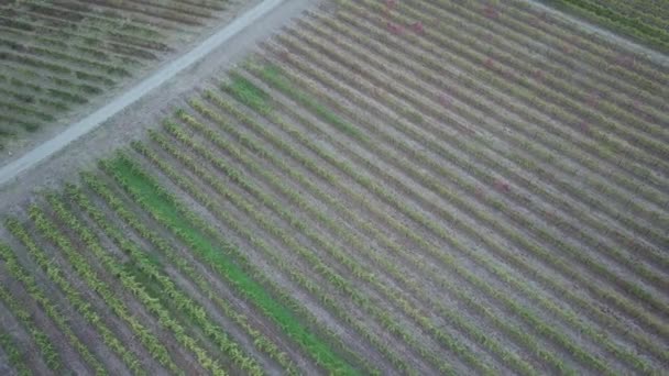 Повітряний Вид Виноградники Ряди Виноробному Районі Долині Баросса Аделаїда Австралія — стокове відео