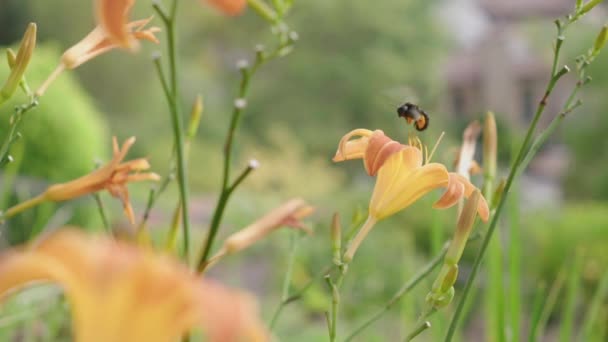 Close Large Bumble Bee Flying Beautiful Garden Collecting Nectar Pollinates — Stock Video