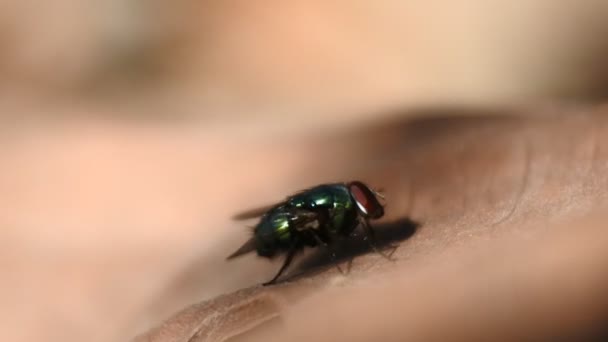Volar Videos Insectos Con Cuerpos Brillantes — Vídeos de Stock
