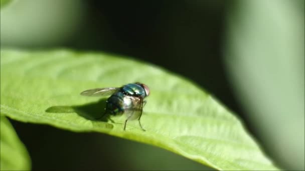 Fly Videos Insect Footage Leaves Insects Shiny Bodies — Stock Video
