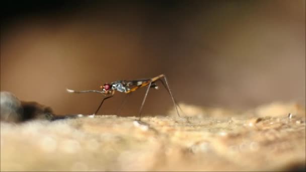 果蝇慢动作 地上的红色昆虫 — 图库视频影像