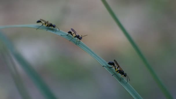 Bienen Auf Den Blättern Bienenblütenbaum Videos Von Insekten — Stockvideo